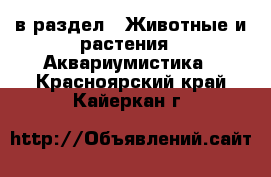  в раздел : Животные и растения » Аквариумистика . Красноярский край,Кайеркан г.